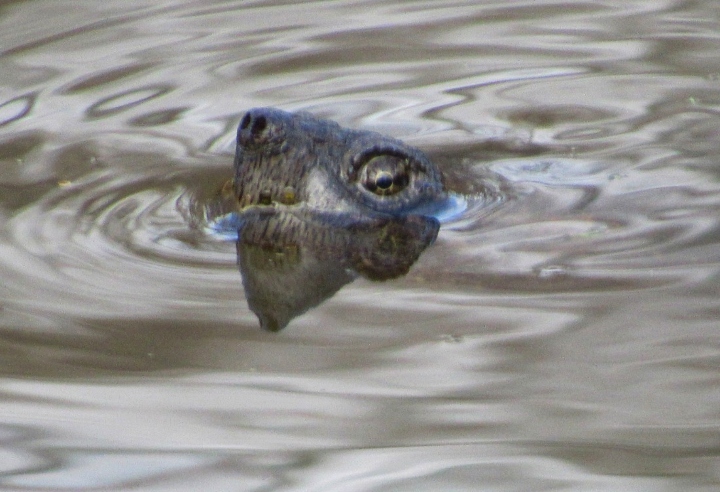 Common Snapping Turtle